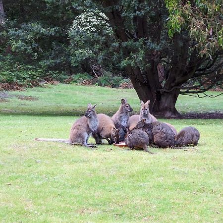 Base Camp Tasmania Hotel New Norfolk Buitenkant foto